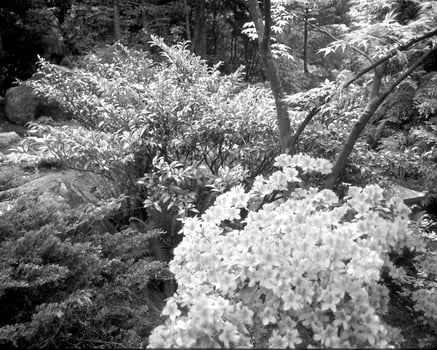 Flowers black and white photo background. Summer flowers close view