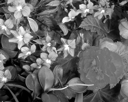 Flowers black and white photo background. Summer flowers close view