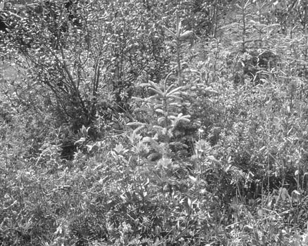 Flowers black and white photo background. Summer flowers close view