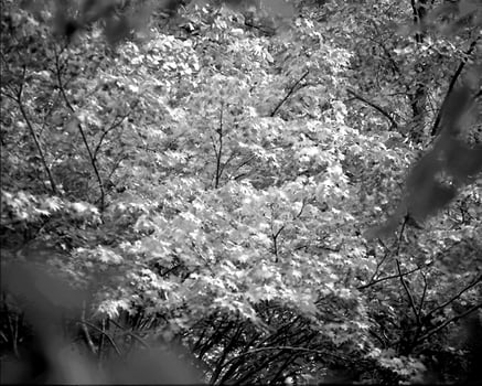 Garden black and white photo background. Spring or summer gardening with plants and flowers