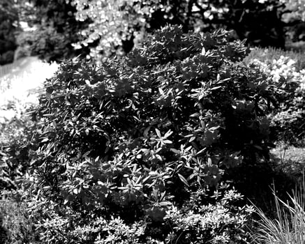 Garden black and white photo background. Spring or summer gardening with plants and flowers