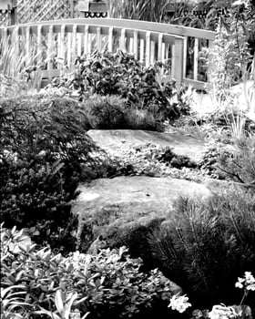 Garden black and white photo background. Spring or summer gardening with plants and flowers