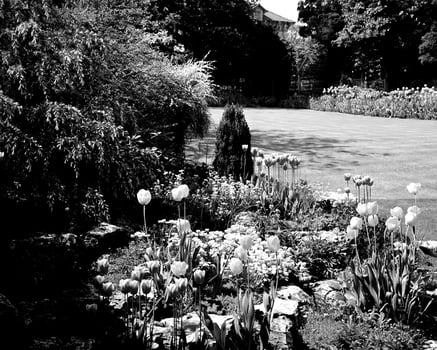 Garden black and white photo background. Spring or summer gardening with plants and flowers