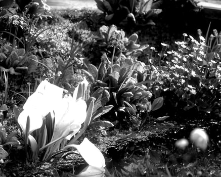 Garden black and white photo background. Spring or summer gardening with plants and flowers