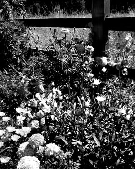 Garden black and white photo background. Spring or summer gardening with plants and flowers