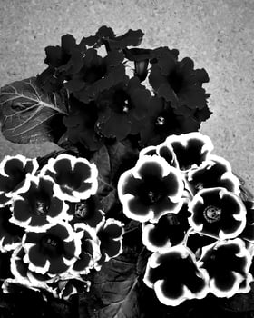 Garden black and white photo background. Spring or summer gardening with plants and flowers
