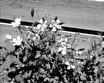 Garden black and white photo background. Spring or summer gardening with plants and flowers