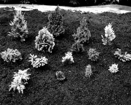 Garden black and white photo background. Spring or summer gardening with plants and flowers