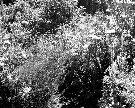 Garden black and white photo background. Spring or summer gardening with plants and flowers