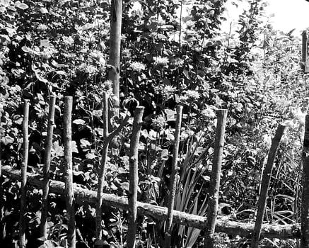 Garden black and white photo background. Spring or summer gardening with plants and flowers