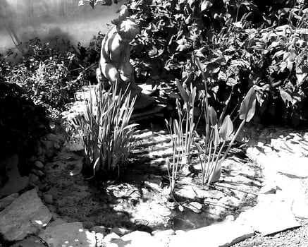 Garden background. Spring or summer gardening with plants and flowers photo