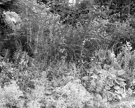 Garden background. Spring or summer gardening with plants and flowers photo
