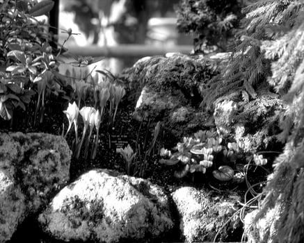 Garden background. Spring or summer gardening with plants and flowers photo