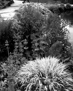 Garden background. Spring or summer gardening with plants and flowers photo