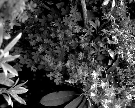Garden background. Spring or summer gardening with plants and flowers photo