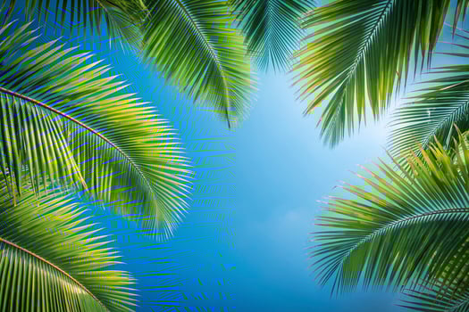 Palm trees onat the background of blue sky photo