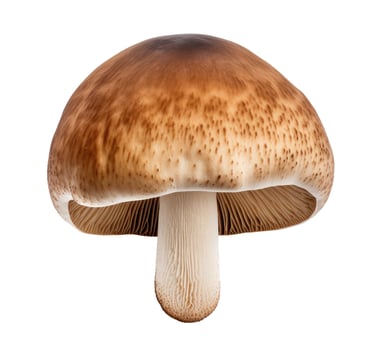 Mushroom, Isolated on White photo