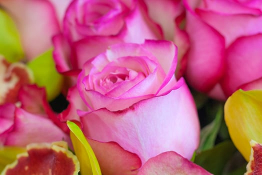 Bouquet of pink roses as background. Close up photo