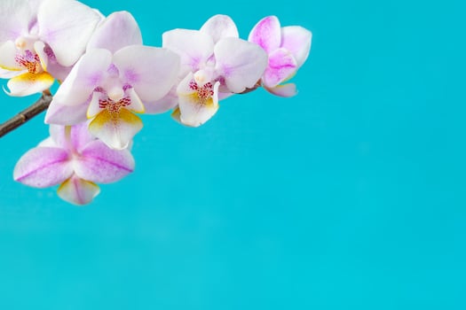 Pink white orchid flower Phalaenopsis with copy space on a turquoise background photo
