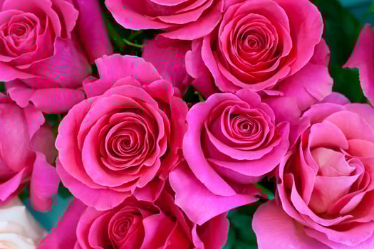 Bouquet of colorful pink roses as background, texture photo