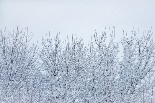 Top view of snow-covered treetops photo