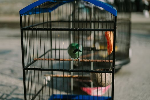 Bird in a cage, showcasing its colorful plumage while enclosed in a metal structure photo
