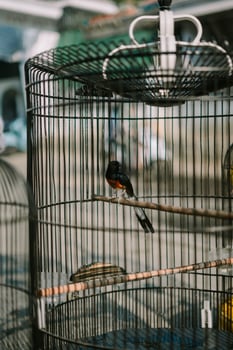 Bird in a cage, showcasing its colorful plumage while enclosed in a metal structure photo