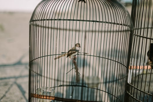 Bird in a cage, showcasing its colorful plumage while enclosed in a metal structure photo