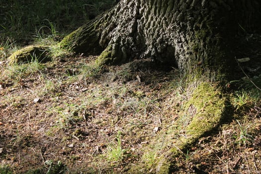 nature background theme photo