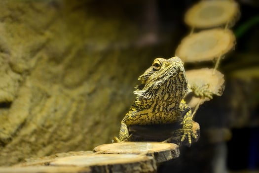 Close up of an Eastern Water Dragon in it's native habitat in Queensland, Australia photo
