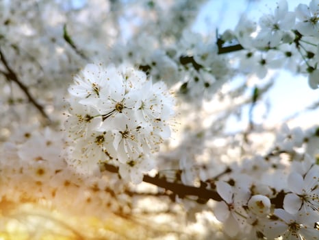 Cherry Blossom or apricot in a morning Sunlight photo