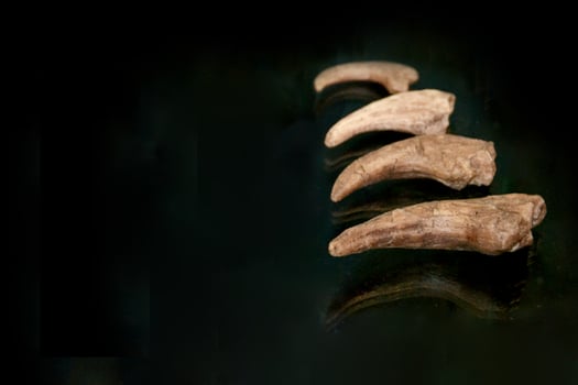A fossil spinosaur tooth. High quality photo