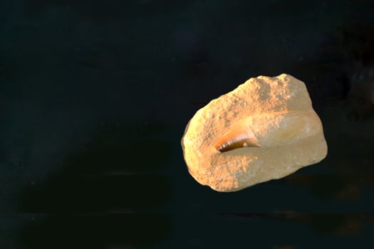 A fossil spinosaur tooth. High quality photo