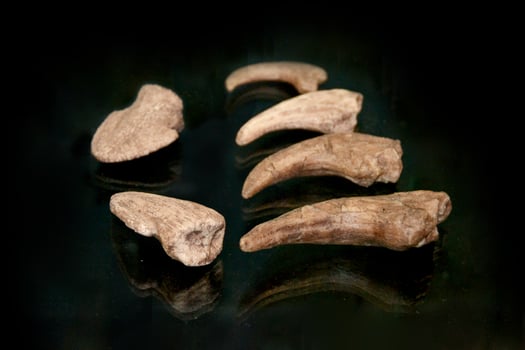A fossil spinosaur tooth. High quality photo