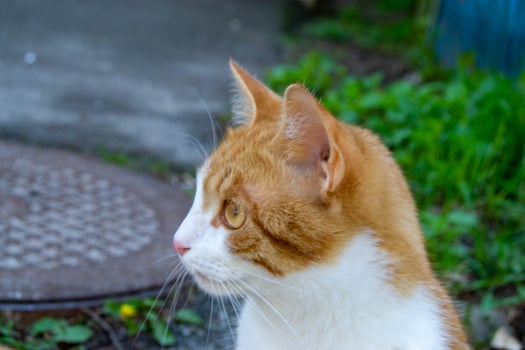 Bright portrait of cute red alley cat. photo