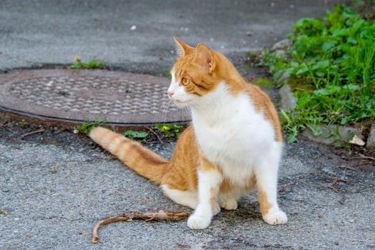Bright portrait of cute red alley cat. photo