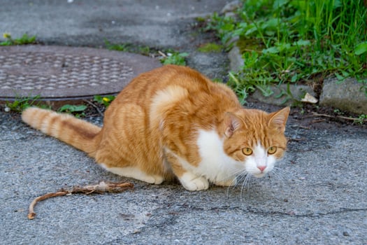 Bright portrait of cute red alley cat. photo