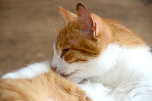 Felis silvestris forma catus, Domestic-cat, red-white, lying photo
