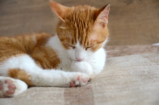 Felis silvestris forma catus, Domestic-cat, red-white, lying photo
