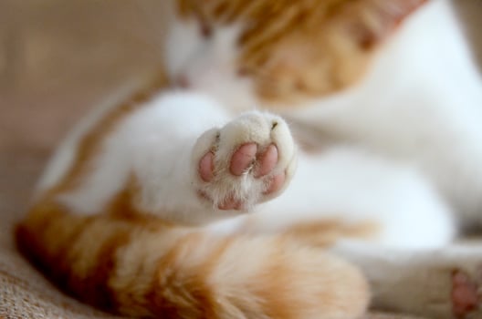 Felis silvestris forma catus, Domestic-cat, red-white, lying photo