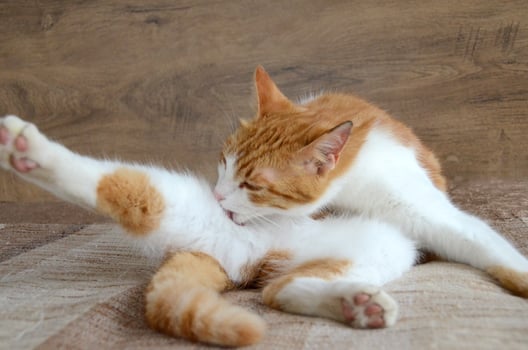 Felis silvestris forma catus, Domestic-cat, red-white, lying photo