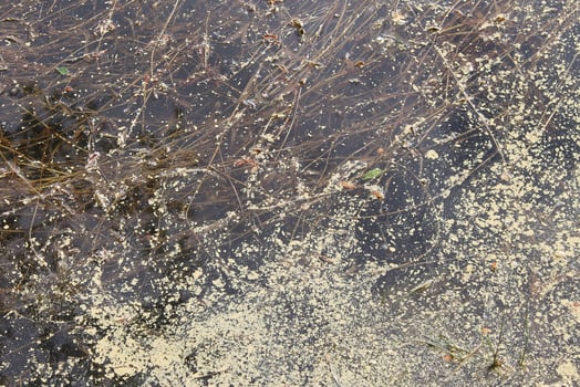 photo of a water theme
