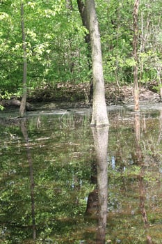 photo of a water theme
