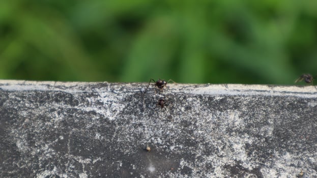close-up of ant insects on concrete photo