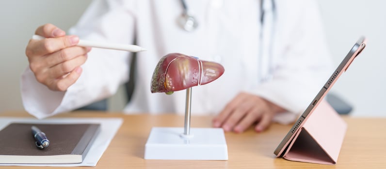 Doctor with human Liver model and tablet. Liver cancer and Tumor, Jaundice, Viral Hepatitis A, B, C, D, E, Cirrhosis, Failure, Enlarged, Hepatic Encephalopathy, Ascites Fluid in Belly and health photo