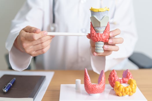 Doctor with human Thyroid anatomy model. Hyperthyroidism, Hypothyroidism, Hashimoto Thyroiditis, Thyroid Tumor and Cancer, Postpartum, Papillary Carcinoma and Health concept photo