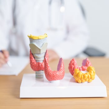 Doctor with human Thyroid anatomy model. Hyperthyroidism, Hypothyroidism, Hashimoto Thyroiditis, Thyroid Tumor and Cancer, Postpartum, Papillary Carcinoma and Health concept photo