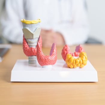 Doctor with human Thyroid anatomy model. Hyperthyroidism, Hypothyroidism, Hashimoto Thyroiditis, Thyroid Tumor and Cancer, Postpartum, Papillary Carcinoma and Health concept photo