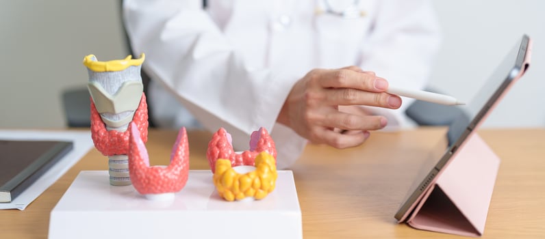 Doctor with human Thyroid anatomy model and tablet. Hyperthyroidism, Hypothyroidism, Hashimoto Thyroiditis, Thyroid Tumor and Cancer, Postpartum, Papillary Carcinoma and Health concept photo