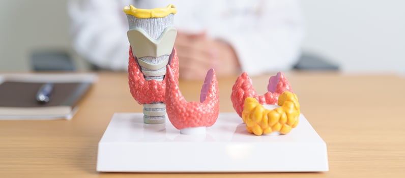 Doctor with human Thyroid anatomy model. Hyperthyroidism, Hypothyroidism, Hashimoto Thyroiditis, Thyroid Tumor and Cancer, Postpartum, Papillary Carcinoma and Health concept photo